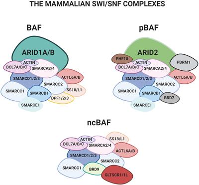 The Evolutionary Conserved SWI/SNF Subunits ARID1A and ARID1B Are Key Modulators of Pluripotency and Cell-Fate Determination